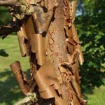 Acer griseum - Zimt-Ahorn