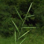 Brachypodium pinnatum - Fieder-Zwenke