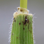 Brachypodium pinnatum - Fieder-Zwenke