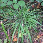 Brachypodium sylvaticum - Wald-Zwenke