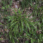 Brachypodium sylvaticum - Wald-Zwenke