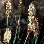 Carex appropinquata - Schwarzschopf-Segge