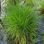Carex elongata - Walzen-Segge