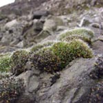Grimmia pulvinata - Kissenmoos