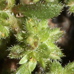Herniaria hirsuta - Rauhaariges Bruchkraut