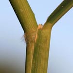 Leersia oryzoides - Reisquecke