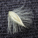 Melica ciliata - Wimper-Perlgras