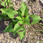 Persicaria lapathifolia subsp. brittingeri - Fluss-Ampfer-Knöterich