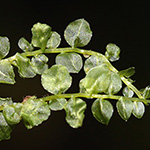 Plagiomnium affine - Verwandtes Kriechsternmoos