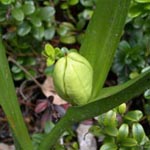 <strong>Giftpflanze des Jahres 2010</strong><br> Herbstzeitlose - Colchicum autumnale