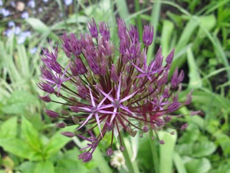 Allium_PurpleRain_BORoncalli130512_ja02.jpg
