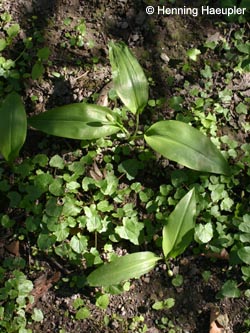 Allium_ursinum_BOWiesental170410_Hae01.jpg