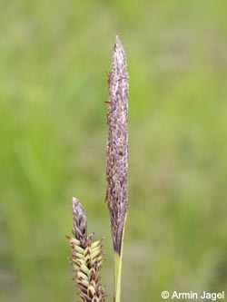 Carex_acutiformis_ja03.jpg