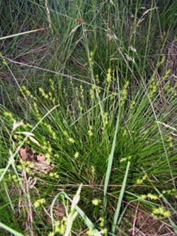 Carex_echinata_ENUellendahLA1110610_ja01.jpg