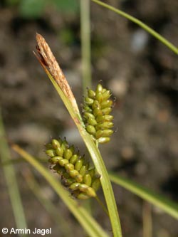 Carex_pallescens_ja02.jpg