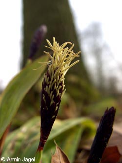 Carex_plantaginea_BGD150308_ja01.jpg