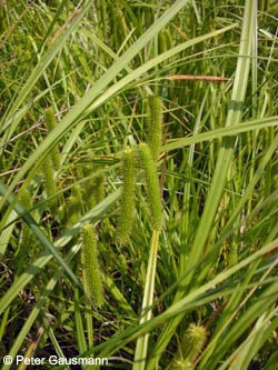 Carex_pseudocyperusCR-RHK_240610_PG01.jpg