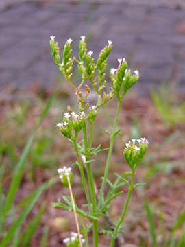 Centranthus_calcitrapae_Willich_050618_RKirchhoff13.jpg