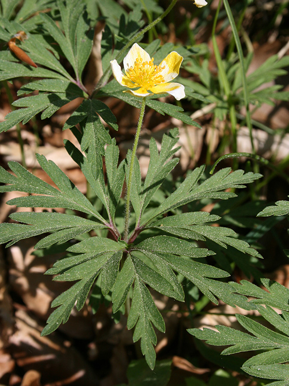 Anemone lipsiensis