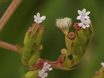 Centranthus calcitrapae