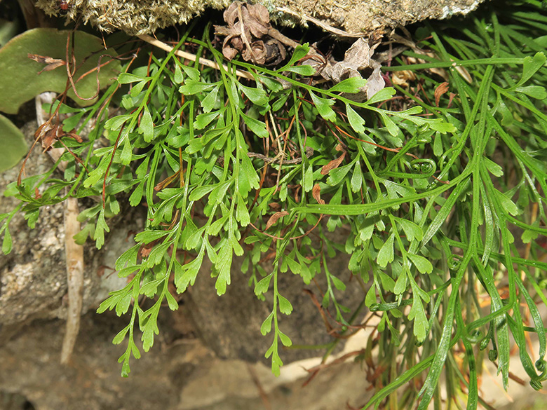 Asplenium alternifolium alternifolium