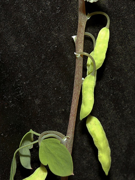 Pseudofumaria alba
