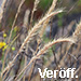 Veröff.: Knipfer & al., Vulpia ciliata